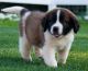 St. Bernard Puppies for sale in San Diego, CA, USA. price: NA