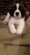 St. Bernard Puppies for sale in Hickory, NC, USA. price: NA