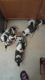 St. Bernard Puppies for sale in Hazel Park, MI 48030, USA. price: $950