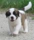 St. Bernard Puppies for sale in New York, IA 50238, USA. price: $400