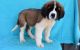 St. Bernard Puppies for sale in Sioux City, IA, USA. price: NA