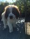 St. Bernard Puppies for sale in Arkansas City, AR 71630, USA. price: NA