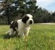 St. Bernard Puppies for sale in Mooreton, ND 58061, USA. price: NA