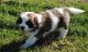St. Bernard Puppies for sale in San Francisco, CA, USA. price: NA