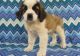 St. Bernard Puppies for sale in Ashaway Rd, Westerly, RI 02891, USA. price: NA