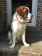 St. Bernard Puppies for sale in Westminster, MD, USA. price: $800
