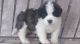 St. Bernard Puppies for sale in San Diego, CA, USA. price: $400