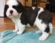 St. Bernard Puppies for sale in Los Angeles, CA 90014, USA. price: NA