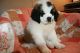 St. Bernard Puppies for sale in South Bend, IN, USA. price: $400