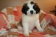 St. Bernard Puppies for sale in Wilmington, DE, USA. price: NA