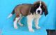 St. Bernard Puppies for sale in Eudora, AR 71640, USA. price: $500