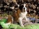 St. Bernard Puppies for sale in Litchfield, MN 55355, USA. price: NA
