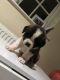St. Bernard Puppies for sale in Laredo, TX, USA. price: NA
