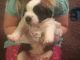 St. Bernard Puppies for sale in Yatesville, GA 31097, USA. price: NA
