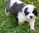 St. Bernard Puppies for sale in Cleveland, OH, USA. price: NA