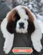 St. Bernard Puppies for sale in Fairbanks, AK, USA. price: $3,000