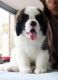 St. Bernard Puppies for sale in Virginia Ave, East York, ON M4C, Canada. price: NA