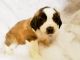 St. Bernard Puppies for sale in Sherrodsville, OH 44675, USA. price: NA