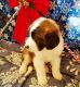 St. Bernard Puppies for sale in Sherrodsville, OH 44675, USA. price: NA