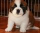 St. Bernard Puppies for sale in Mackville Harrodsburg Rd, Mackville, KY 40040, USA. price: NA