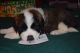 St. Bernard Puppies for sale in Tetonia, ID, USA. price: NA