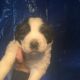 St. Bernard Puppies for sale in Beaver Dam, KY 42320, USA. price: $500