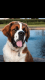 St. Bernard Puppies for sale in Venedocia, OH 45894, USA. price: NA