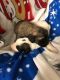 St. Bernard Puppies for sale in Finlayson, MN 55735, USA. price: NA