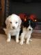 St. Bernard Puppies for sale in Finlayson, MN 55735, USA. price: NA