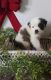 St. Bernard Puppies for sale in New York, NY 10013, USA. price: NA