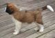 St. Bernard Puppies for sale in Grand Rapids, MI, USA. price: NA