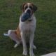 St. Bernard Puppies for sale in Manchester, TN 37355, USA. price: $400