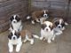 St. Bernard Puppies for sale in Austin, TX, USA. price: NA