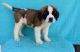 St. Bernard Puppies for sale in Detroit, MI, USA. price: $500