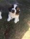St. Bernard Puppies for sale in Columbia, SC, USA. price: $500