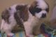 St. Bernard Puppies for sale in Las Vegas Trail, Fort Worth, TX, USA. price: NA
