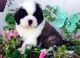St. Bernard Puppies for sale in Los Angeles, CA, USA. price: NA