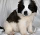St. Bernard Puppies for sale in Los Angeles County, CA, USA. price: NA
