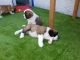 St. Bernard Puppies for sale in Manchester, NH, USA. price: NA