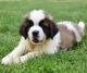 St. Bernard Puppies for sale in Williamsport, PA, USA. price: NA