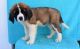 St. Bernard Puppies for sale in Bluff City, AR, USA. price: $500