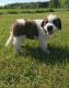 St. Bernard Puppies for sale in Eudora, AR 71640, USA. price: $500