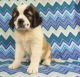 St. Bernard Puppies for sale in Guernsey, WY, USA. price: NA