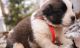 St. Bernard Puppies for sale in Rowlett, TX, USA. price: NA