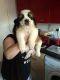 St. Bernard Puppies for sale in Columbus, OH, USA. price: NA