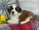 St. Bernard Puppies for sale in Harlan, IN, USA. price: NA