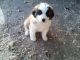 St. Bernard Puppies for sale in Kalona, IA 52247, USA. price: $500
