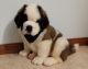 St. Bernard Puppies for sale in St Clair, MI 48079, USA. price: $500