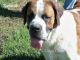 St. Bernard Puppies for sale in Elkland, MO 65644, USA. price: NA