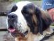 St. Bernard Puppies for sale in Elkland, MO 65644, USA. price: $800